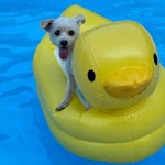 만송가든 - 영암 낙곱새, 낙새볶음 맛집 | 다이닝코드, 빅데이터 맛집검색