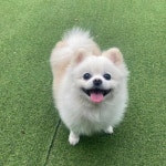 경기도 군포시 둔대동 대표 음식 - 다이닝코드