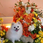 루프독스 - 수원 애견카페, 루프탑 맛집 - 다이닝코드