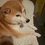 위드시티호텔 음식 랭킹 - 다이닝코드