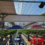 성연딸기체험농장 - 일산 디저트, 딸기 맛집 - 다이닝코드