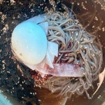 팔당옹심이메밀칼국수 - 팔당 옹심이, 보리밥 맛집 - 다이닝코드