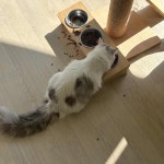 고양이카페 행궁묘연 수원행궁점 - 행궁동 고양이카페 맛집 - 다이닝코드