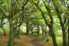 audioBoom / gathering moss gathering moss