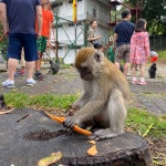 줌줌 후기: 쿠알라룸푸르 프리미엄 반블티 투어(반딧불+블루티어스) - Lu*** 줌줌 후기:  쿠알라룸푸르 프리미엄 반블티 투어(반딧불+블루티어스)... 