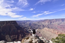 포시즌 리조트[1박2일/호텔식캐빈+별장+카라반]은하수+그랜드캐년 6대 명소 - 한 ** - 줌줌투어