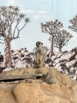 줌줌 후기 :: [뉴아이콘] 시드니 동물원 (Sydney Zoo) - 시드니 서부 최대 규모 - 이미**