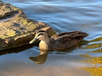 [최대13인 소그룹] KPOP스타도함께떠나본, 시드니블루마운틴 선셋별보기시크릿투어 - 기철* - 줌줌투어 [최대13인 소그룹]... 