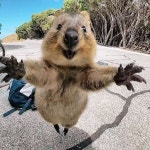 *방송인출신*필립아일랜드+현실피카츄 쿼카+우유농장+피라미드 찐투어 :: 줌줌투어 - 호주 - 멜버른