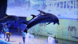 제주 퍼시픽랜드 마린스테이지 :: 줌줌투어 - 한국 - 제주도