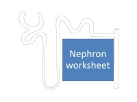 Nephron worksheet for BTEC L3 Applied Science unit 9 | Teaching Resources