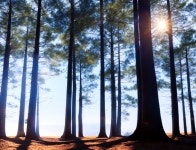 Forest | Deep Dream Generator