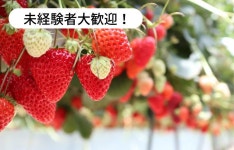 ひのいちご園のアルバイト・バイト求人情報｜【タウンワーク】でバイトやパートのお仕事探し 未経験者大歓迎！... 