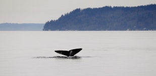 NOAA Supports Indigenous Tribes Whale Hunt Request. Some Environmentalists Dont | Here & Now NOAA Supports Indigenous Tribes... 