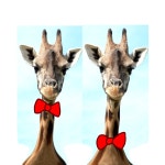 기린 나비넥타이 논란! - 오늘학교 커뮤니티