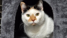 Fundraiser for Tami Hadley by Brittany Gatewood : Help Cici Get the Surgery She Desperately Needs Donate to Help Cici Get the... 