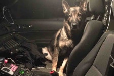 Fundraiser by Nick Rankin : Help K-9 Keeto Walk Again Donate to Help K-9 Keeto Walk Again, organized by Nick Rankin