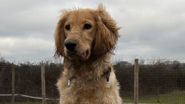 Fundraiser by Amelie DArcy : Hip Surgery for my puppy Donate to Hip Surgery for my puppy, organized by Amelie DArcy