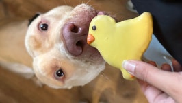 Fundraiser by Mackenzie Everts : Help Save Lala—Zakiyah’s Soul Dog Donate to Help Save Lala—Zakiyah’s Soul Dog, organized... 