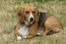 HELP SAVE OUR MAX by James Henderson - GoFundMe Click here to support HELP SAVE OUR MAX by James Henderson