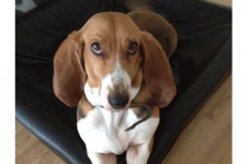 Help me pay for my dogs surgeries! by Emilie Iversen - GoFundMe Click here to support Help me pay for my dogs surgeries! by... 