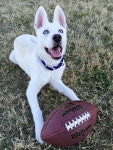 Fundraiser by Troy Bowman : Help Blue Regain His Vision - Share