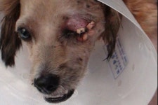 Vet bills for my dog surgery  by Neon Journey - GoFundMe Click here to support Vet bills for my dog surgery organized by Neon Journey