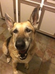 Fundraiser by Brett Sawyer : German Shepherd needs your help! Donate to German Shepherd needs your help!, organized by Brett Sawyer