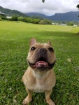 Fundraiser by Joe Za : Beauxs Emergency Vet Fund. Click here to support Beauxs Emergency Vet Fund. organized by Joe Za