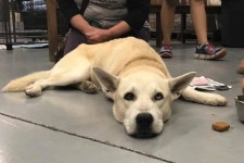 Fundraiser by Ryan Darfler : Harvey Animal Medical Fund Donate to Harvey Animal Medical Fund, organized by Ryan Darfler