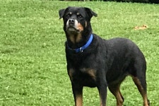 Fundraiser for Joseph Dowdell by Kara Lynne Kleindienst : Skys Spleen Surgery Donate to Skys Spleen Surgery, organized by Kara... 