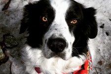 Fundraiser by Natalie Lynne : Yogi’s Cancer Crushing Team Donate to Yogi’s Cancer Crushing Team, organized by Natalie Lynne