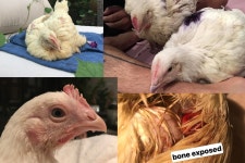 Fundraiser by Mikey Dee : Chicken Care Fund Click here to support Chicken Care Fund organized by Mikey Dee