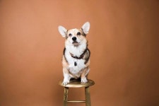 Fundraiser for Dayna Melton by Sarah Schwartz : Cricket The Corgis Surgery Donate to Cricket The Corgis Surgery, organized by... 