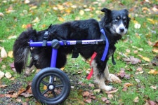 Fundraiser by Matthew Murfin : Rally for Mishka Donate to Rally for Mishka, organized by Matthew Murfin
