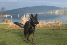 Fundraiser by Cassidy Fox : Charlies TPLO Surgery Donate to Charlies TPLO Surgery, organized by Cassidy Fox