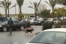 Fundraiser by Josh-Crissy Perris TheGym : Dog hit by car Dog hit by car, organized by Josh-Crissy Perris TheGym