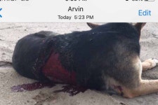 Fundraiser by Josh-Crissy Perris TheGym : Dog hit by car Dog hit by car, organized by Josh-Crissy Perris TheGym