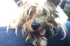 Fundraiser by Natalie Slater : Fix Flapjacks Fluffy Face! Donate to Fix Flapjacks Fluffy Face!, organized by Natalie Slater