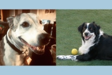 Fundraiser by Daniel Galyean : Forever Home For Sara & Sil!! Donate to Forever Home For Sara & Sil!!, organized by Daniel Galyean