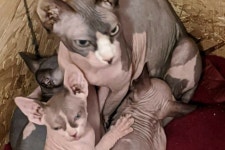 Fundraiser by Viv Doula Marin : Luna the Sphynx cat has been rescued Luna the Sphynx  cat has been rescued, organized by Viv... 
