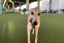 Fundraiser by Jo Ramos : Bailey’s Orthopedic Surgery & Recovery Donate to Bailey’s Orthopedic Surgery & Recovery, organized... 