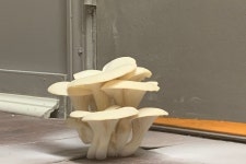 Fundraiser for Elizabeth Allen by Juliana Simpson : Save Our Gym Save Our Gym, organized by Juliana Simpson