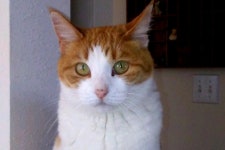 Fundraiser by Michelle Armstrong : Help Save Ripley s Eye Donate to Help Save Ripley s Eye, organized by Michelle Armstrong
