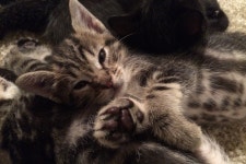 Fundraiser for Angie Sabaduquia by Christine Scherer : Vet Care for Doug Vet Care for Doug, organized by Christine Scherer