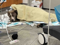 Fundraiser by ana Toledo : Medical care for my dog Lala Donate to Medical care for my dog Lala, organized by ana Toledo