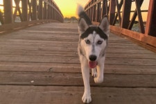 Fundraiser by Sam Skyler : Support Azulas Leg Surgery Donate to Support Azulas Leg Surgery, organized by Sam Skyler