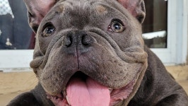 Fundraiser by Jennifer Verdina : Please Help Busta Blu! Please Help Busta Blu!, organized by Jennifer Verdina