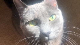 Fundraiser by Meghan Andersen : Basils Surgery Basils Surgery, organized by Meghan Andersen