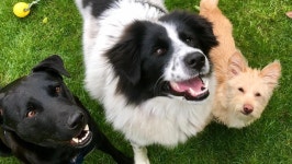 Fundraiser by Stacey Poncia : Bring the Poncia Pups Home! Donate to Bring the Poncia Pups Home!, organized by Stacey Poncia